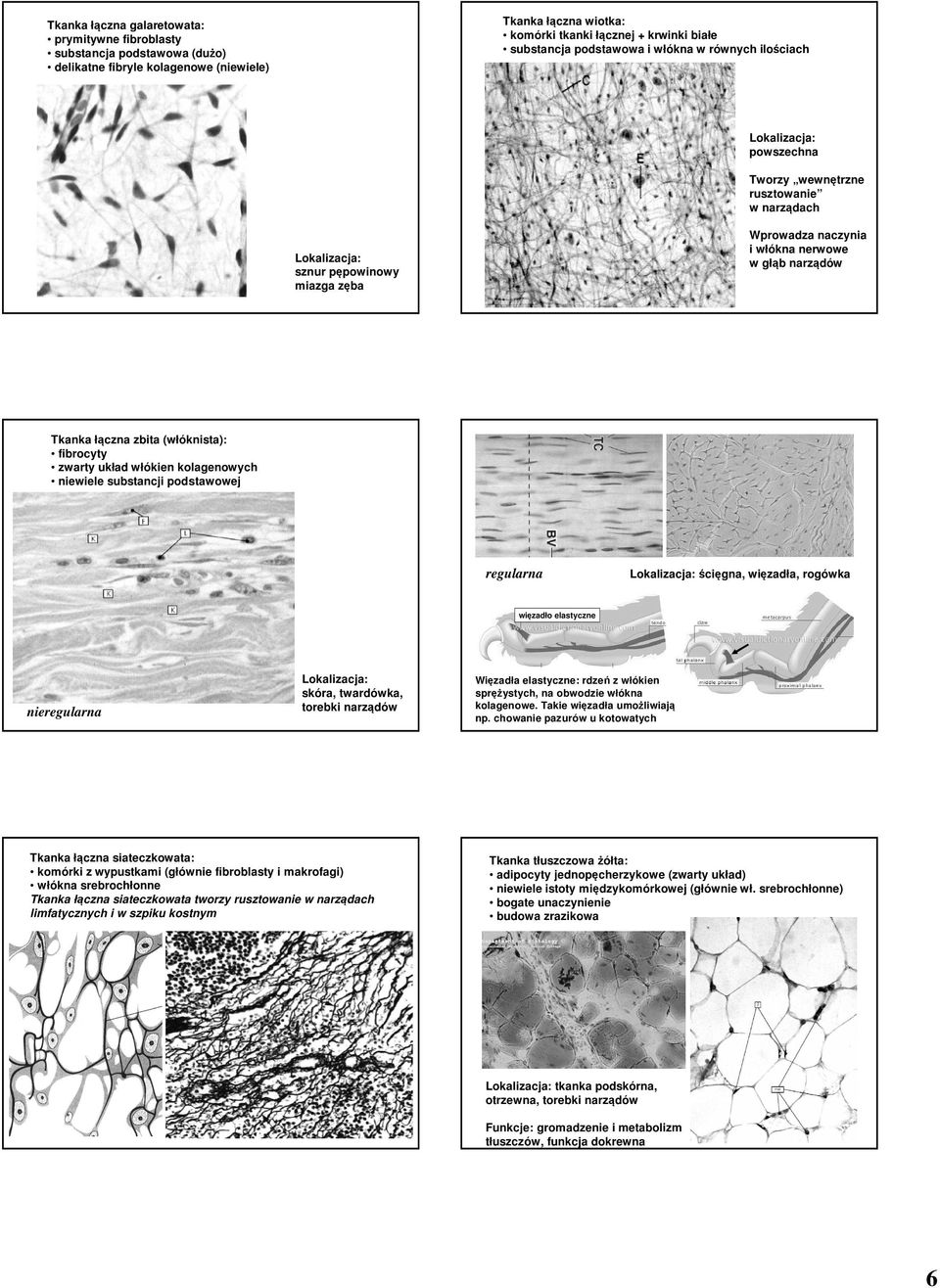 (włóknista): fibrocyty zwarty układ włókien kolagenowych niewiele substancji podstawowej regularna ścięgna, więzadła, rogówka więzadło elastyczne nieregularna skóra, twardówka, torebki narządów