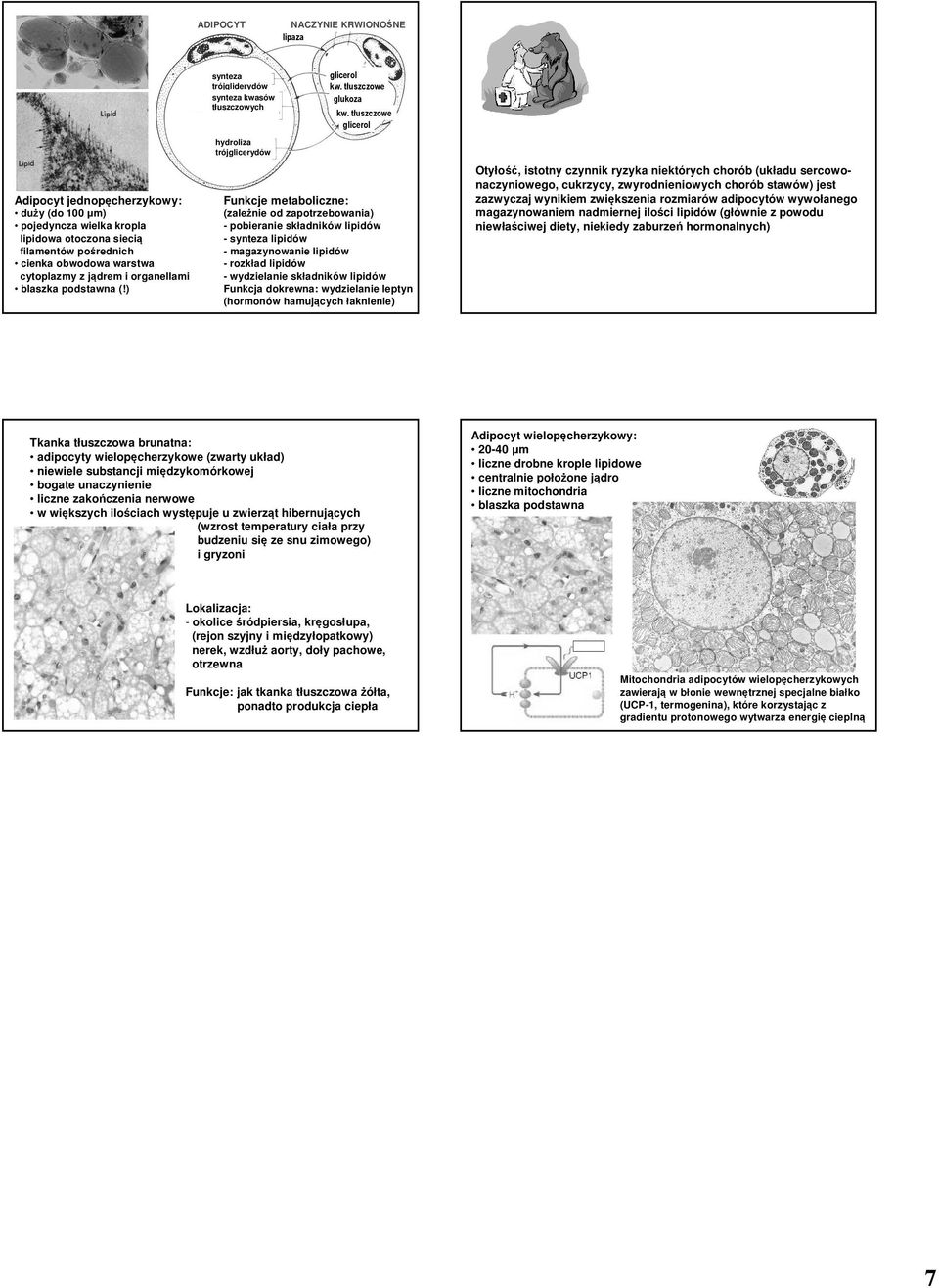 tłuszczowe glicerol Funkcje metaboliczne: (zależnie od zapotrzebowania) - pobieranie składników lipidów - synteza lipidów - magazynowanie lipidów - rozkład lipidów - wydzielanie składników lipidów