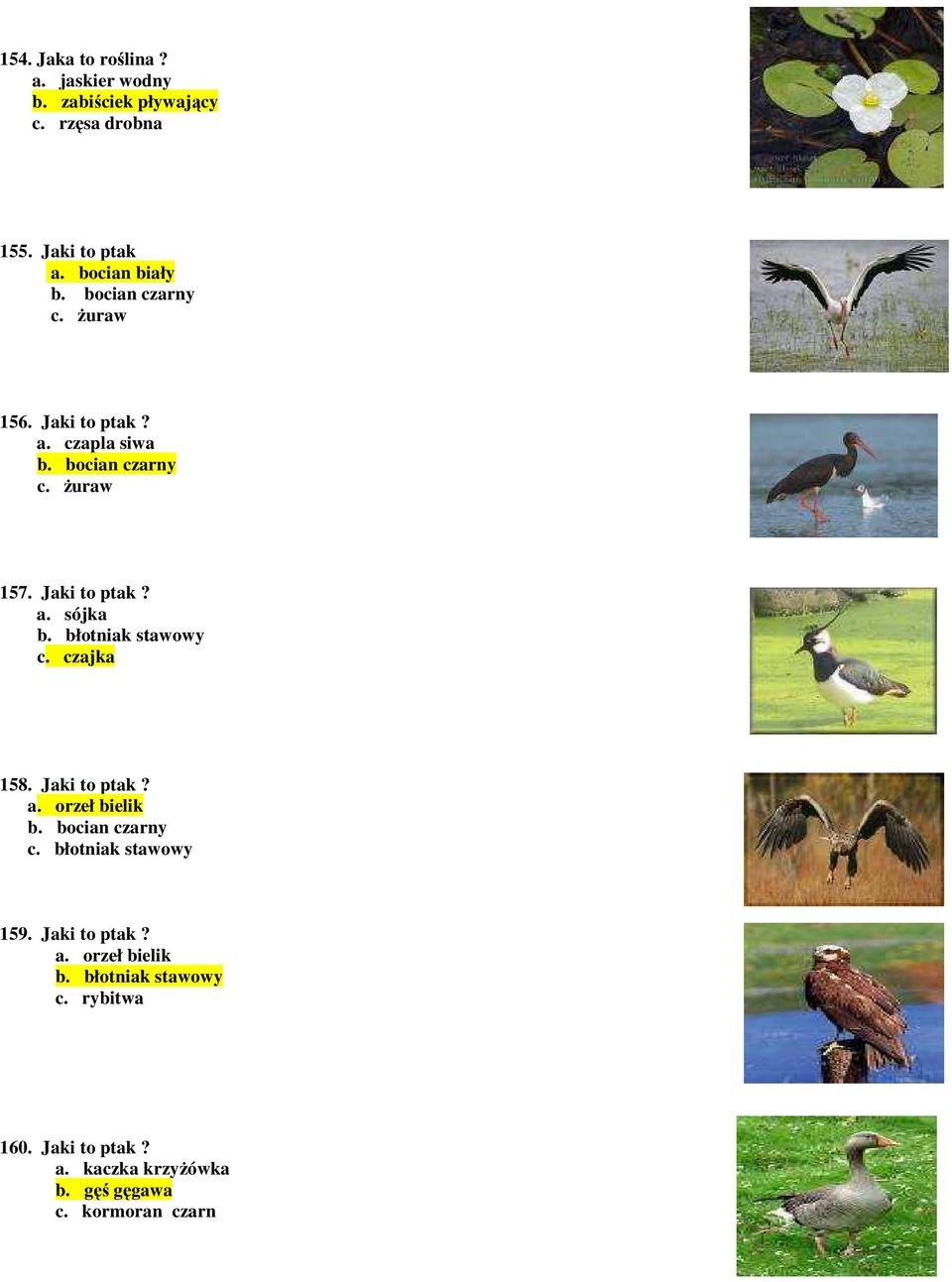 błotniak stawowy c. czajka 158. Jaki to ptak? a. orzeł bielik b. bocian czarny c. błotniak stawowy 159.