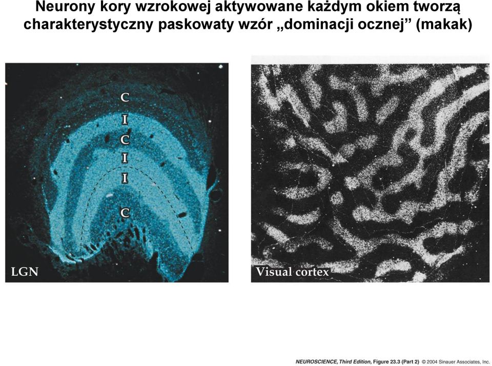 tworzą charakterystyczny