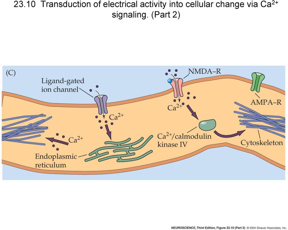 into cellular change