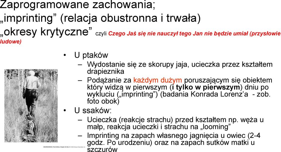 pierwszym (i tylko w pierwszym) dniu po wykluciu ( imprinting ) (badania Konrada Lorenz a - zob.