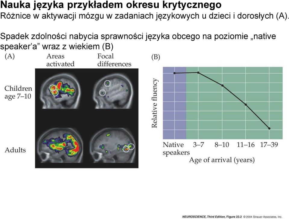 dorosłych (A).