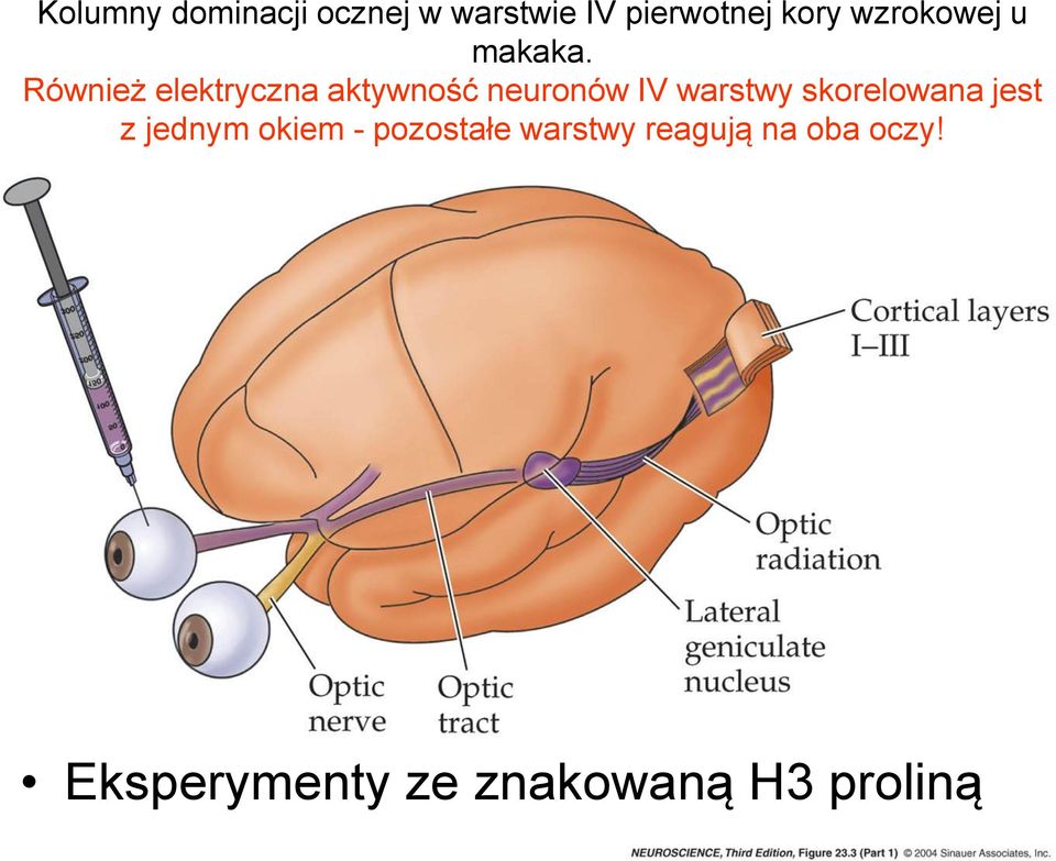 Również elektryczna aktywność neuronów IV warstwy