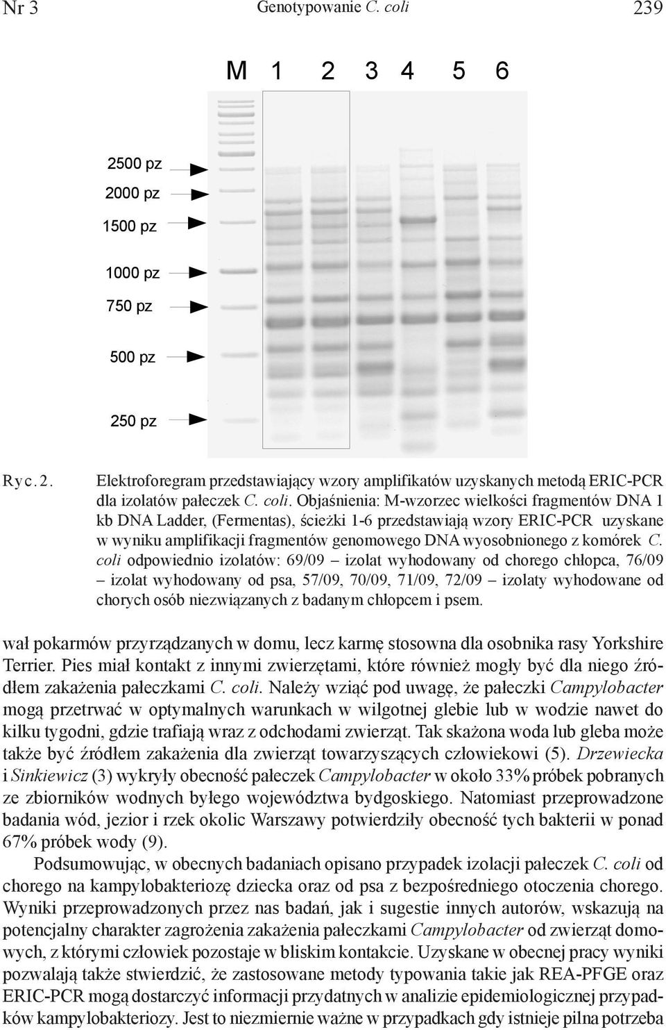 Elektroforegram przedstawiający wzory amplifikatów uzyskanych metodą kb DNA Ladder, (Fermentas), ścieżki 1-6 przedstawiają wzory ERIC-PCR uzyskane ERIC-PCR w wyniku amplifikacji dla izolatów