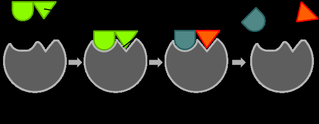 Mechanizm działania enzymu można opisać za pomocą modelu indukowanego dopasowania.