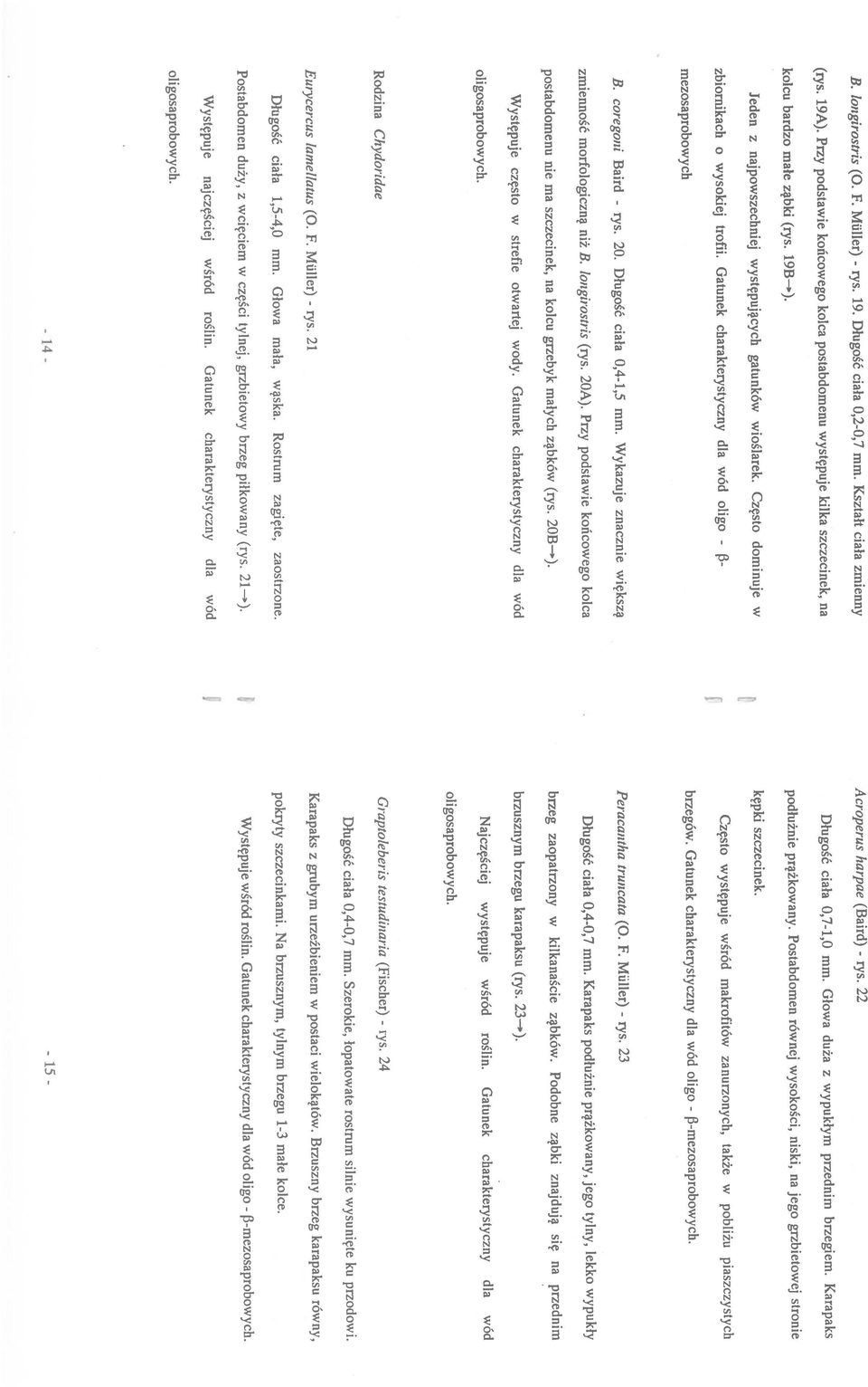 Często dominuje w zbiornikach o wysokiej trofii. Gatunek charakterystyczny dla wód oligo 3 mezosaprobowych B. coregoni Baird rys. 20. Długość ciała 0,41,5 mm.