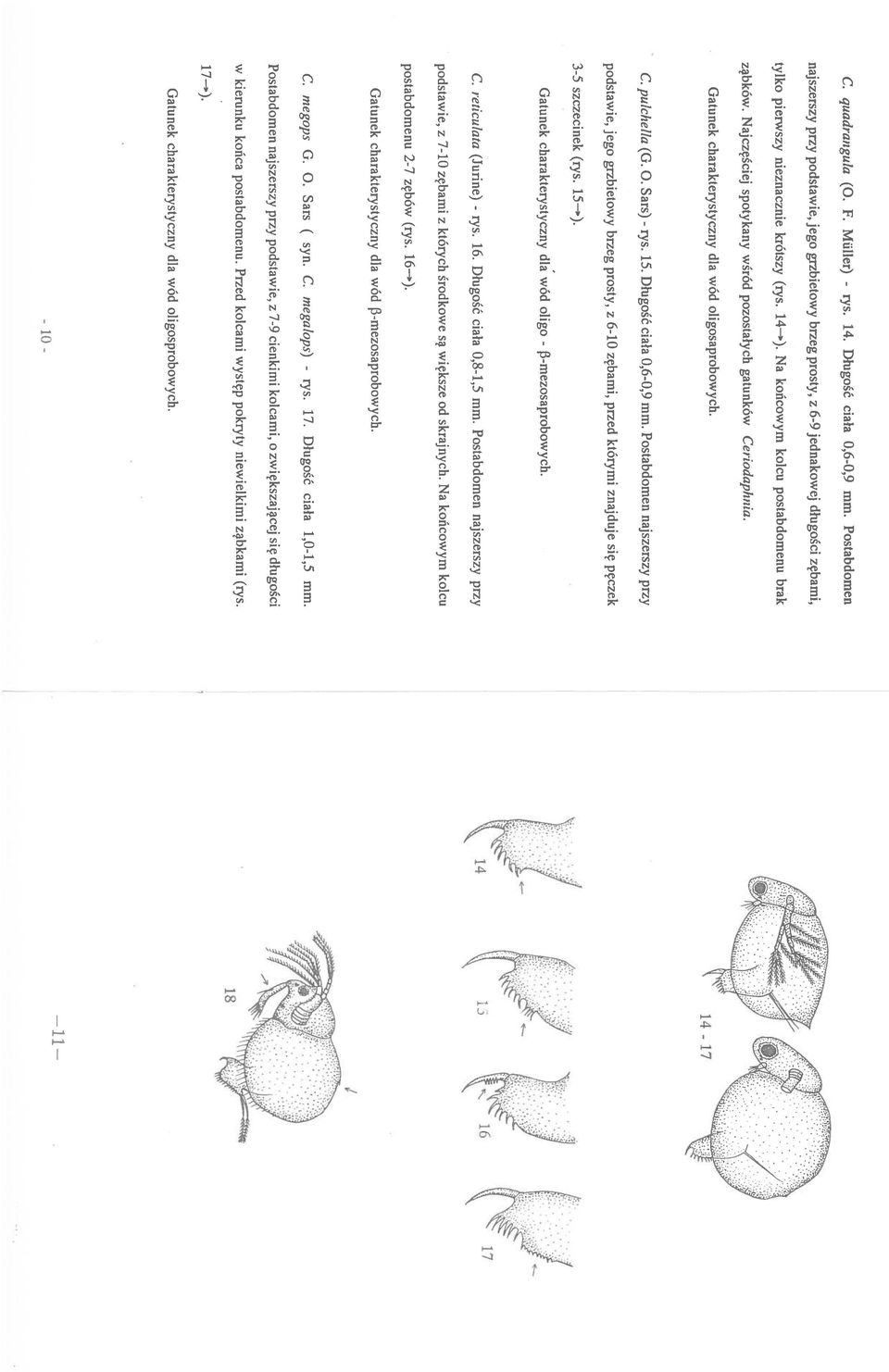 Najczęściej spotykany wśród pozostałych gatunków Ceriodaphnia. Gatunek charakterystyczny dla wód oligosaprobowych. C. puichella (G. O. Sars) rys. 15. Długość ciała 0,60,9 mm.