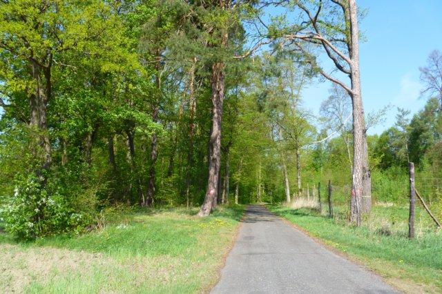 Do mogiły pomordowanych około 1,5 km.