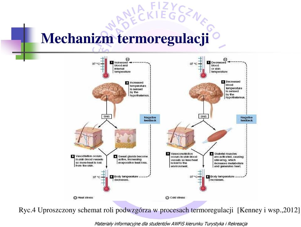 podwzgórza w procesach