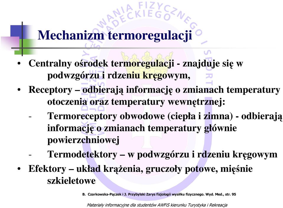 informację o zmianach temperatury głównie powierzchniowej - Termodetektory w podwzgórzu i rdzeniu kręgowym Efektory układ