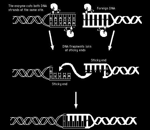 Jeśli lepkie końce są komplementarne, ligaza może je bardzo łatwo połączyć niezależnie od pochodzenia DNA,