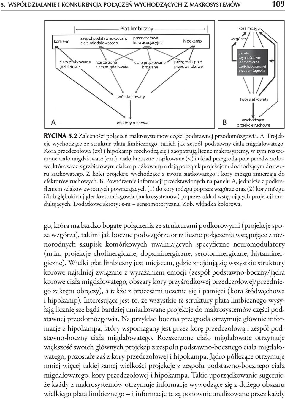 twór siatkowaty efektory ruchowe wychodzące ruchowe Rycina 5.2 Zależności połączeń makrosystemów części podstawnej przodomózgowia. A.