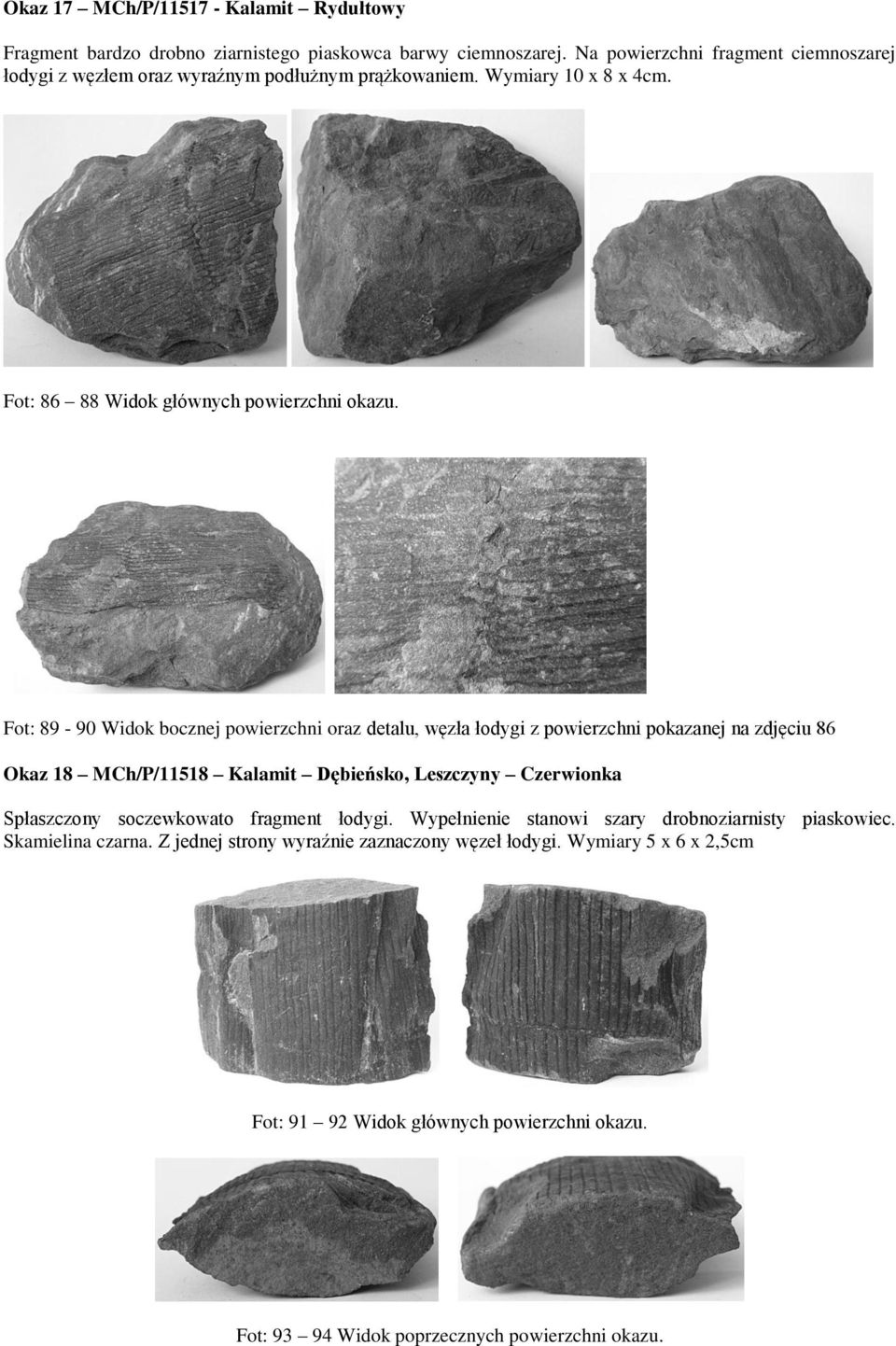 Fot: 89-90 Widok bocznej powierzchni oraz detalu, węzła łodygi z powierzchni pokazanej na zdjęciu 86 Okaz 18 MCh/P/11518 Kalamit Dębieńsko, Leszczyny Czerwionka Spłaszczony