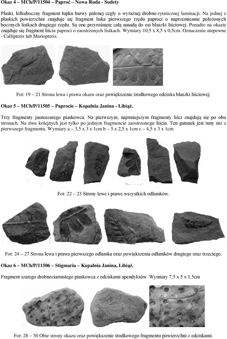 Są one przyrośnięte całą nasadą do osi blaszki liściowej. Ponadto na okazie znajduje się fragment liścia paproci o zaostrzonych listkach. Wymiary 10,5 x 8,5 x 0,5cm.