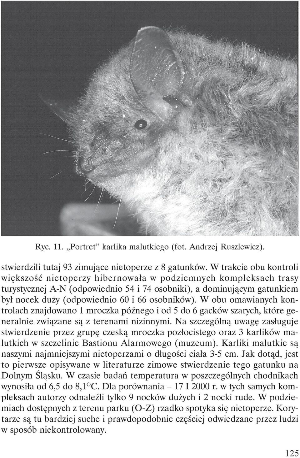 osobników). W obu omawianych kontrolach znajdowano 1 mroczka późnego i od 5 do 6 gacków szarych, które generalnie związane są z terenami nizinnymi.