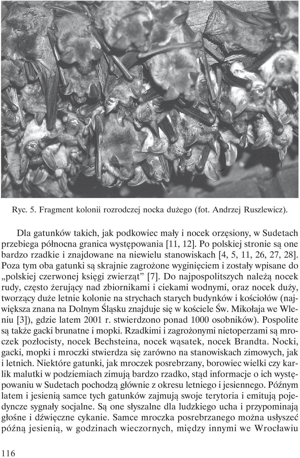 Poza tym oba gatunki są skrajnie zagrożone wyginięciem i zostały wpisane do polskiej czerwonej księgi zwierząt [7].