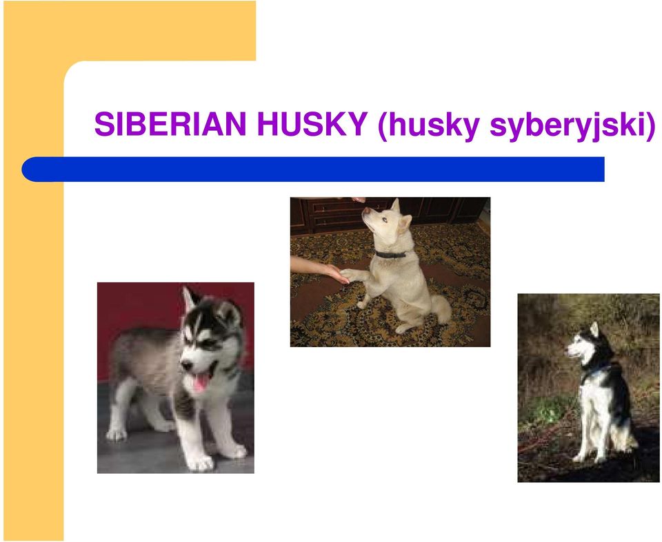 (husky