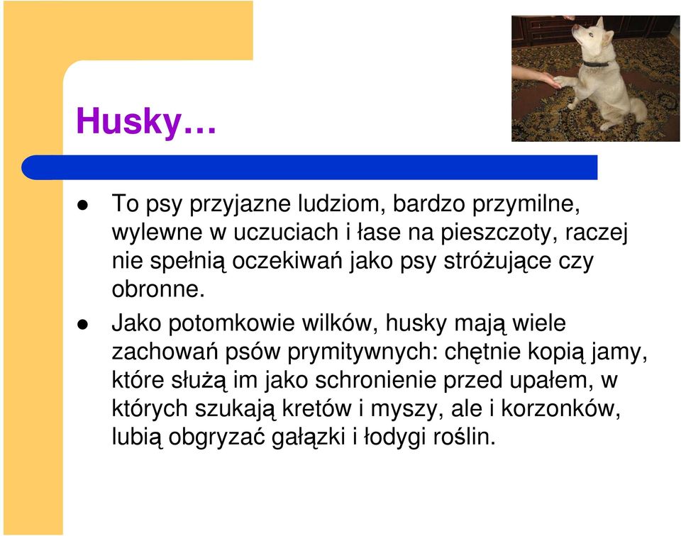 Jako potomkowie wilków, husky mają wiele zachowań psów prymitywnych: chętnie kopią jamy, które