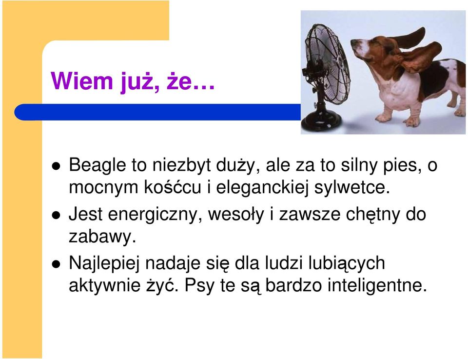 Jest energiczny, wesoły i zawsze chętny do zabawy.