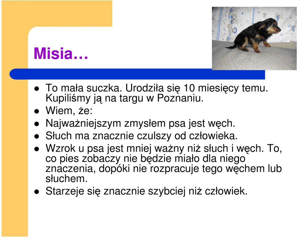 Wzrok u psa jest mniej waŝny niŝ słuch i węch.