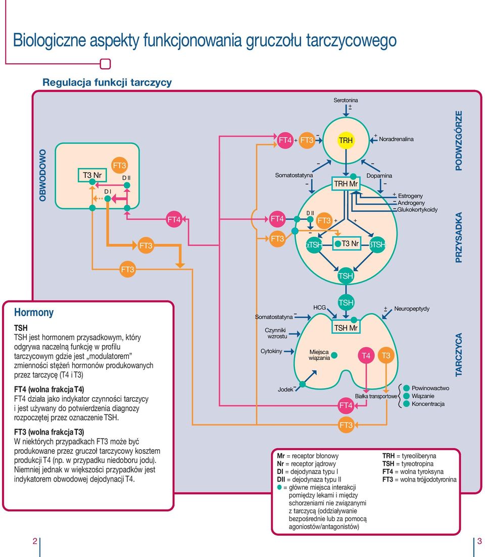 tarczycę (T4 i T) (wolna frakcja T4) działa jako indykator czynności tarczycy i jest używany do potwierdzenia diagnozy rozpoczętej przez oznaczenie.