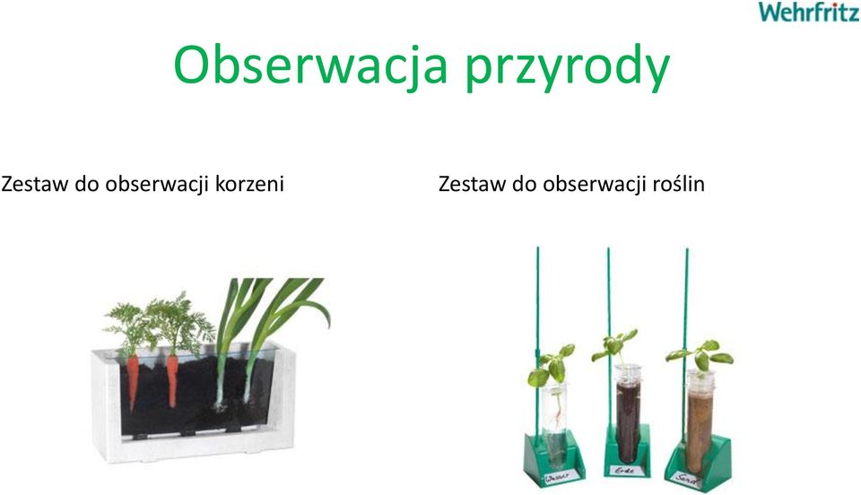 obserwacji korzeni