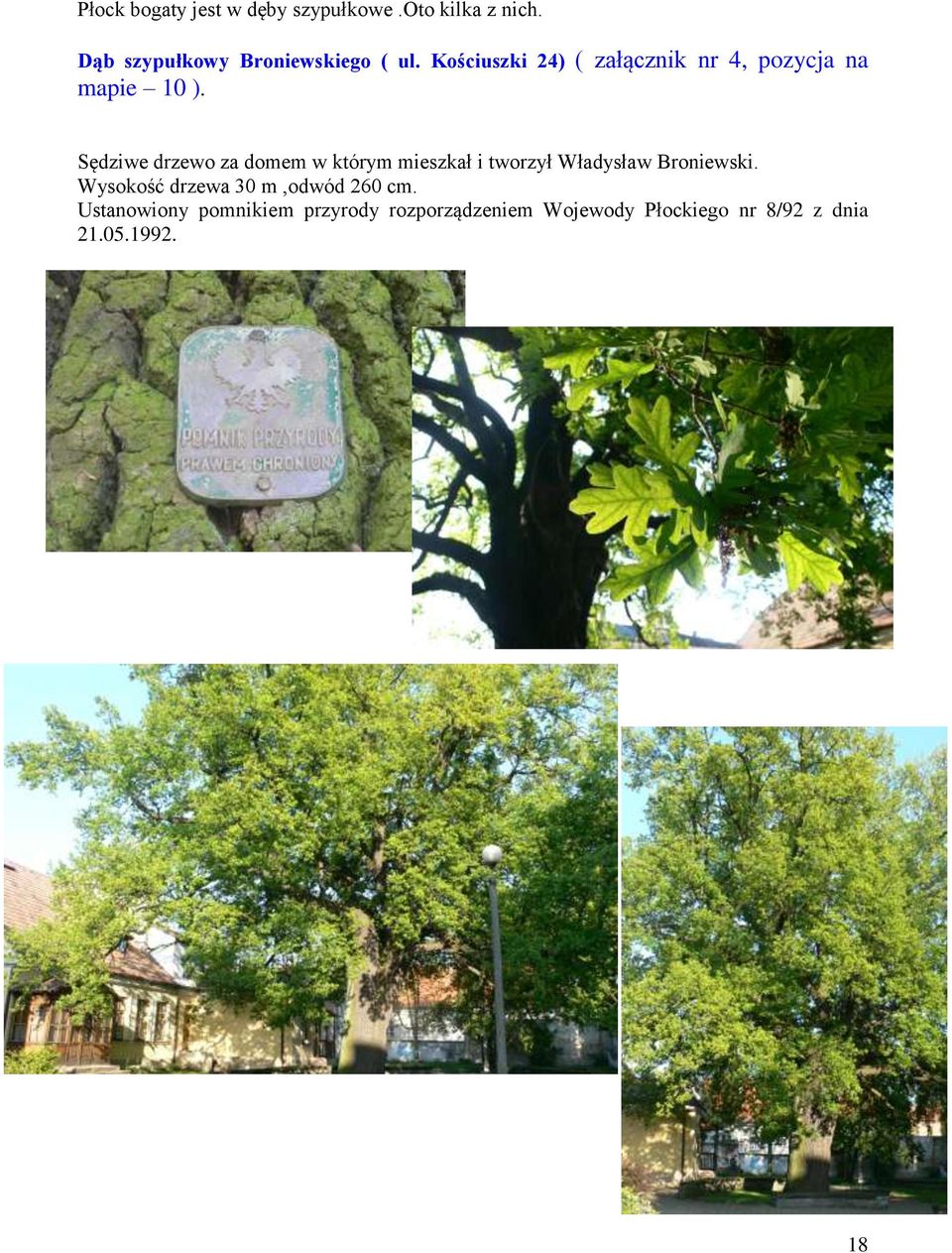 Sędziwe drzewo za domem w którym mieszkał i tworzył Władysław Broniewski.