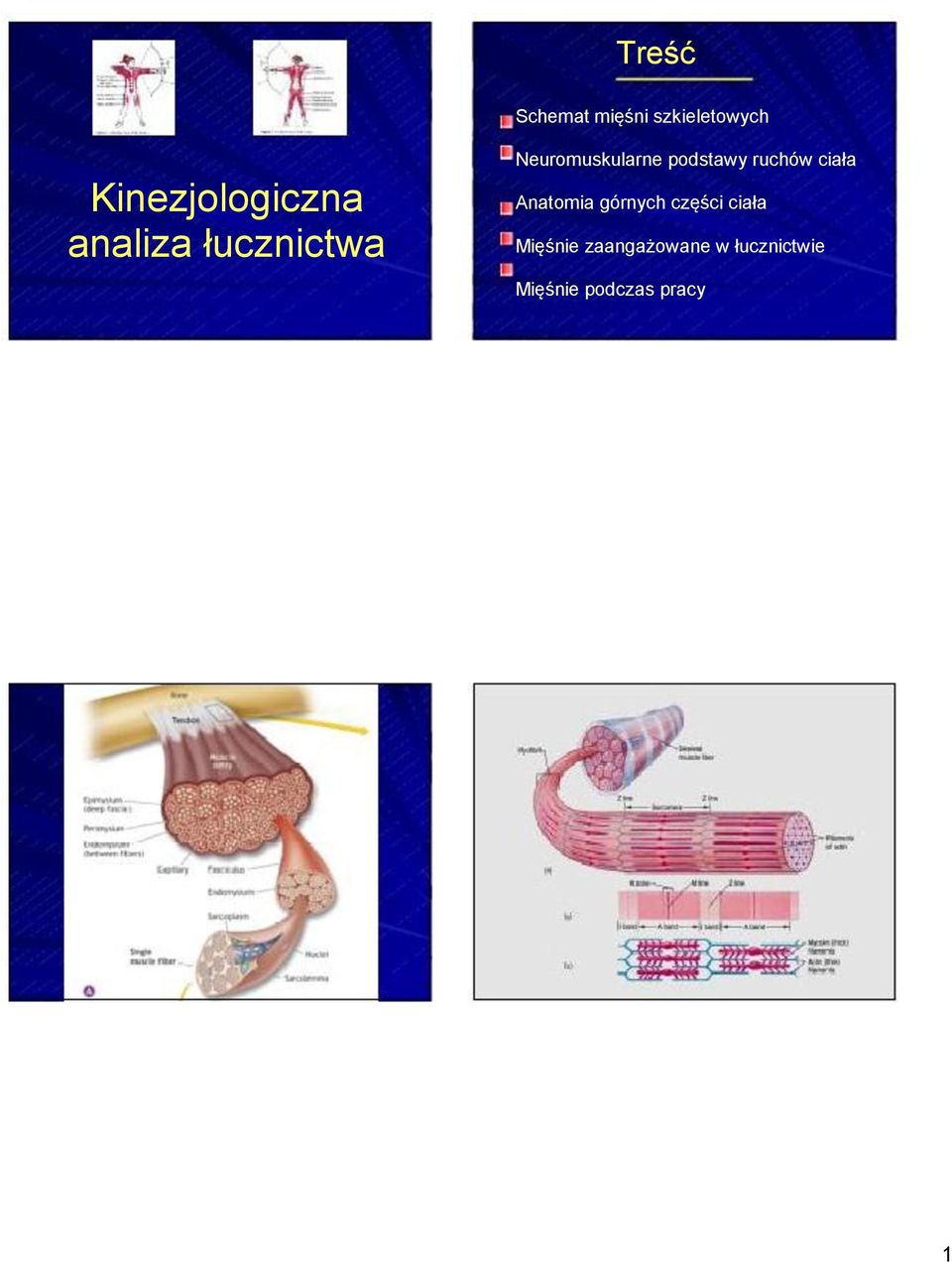 Neuromuskularne podstawy ruchów ciała Anatomia