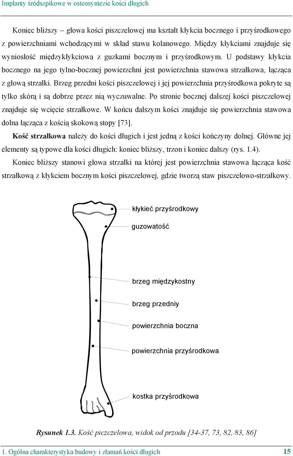 U podstawy k ykcia bocznego na jego tylno-bocznej powierzchni jest powierzchnia stawowa strza kowa, cz ca z g ow strza ki.