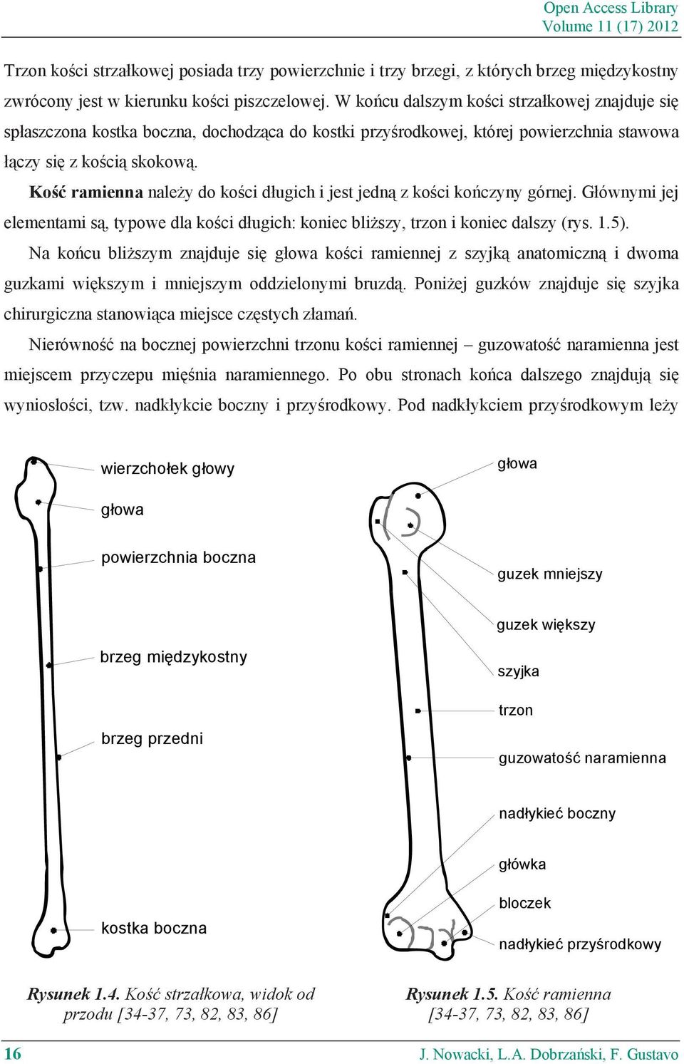 Ko ramienna nale y do ko ci d ugich i jest jedn z ko ci ko czyny górnej. G ównymi jej elementami s, typowe dla ko ci d ugich: koniec bli szy, trzon i koniec dalszy (rys. 1.5).