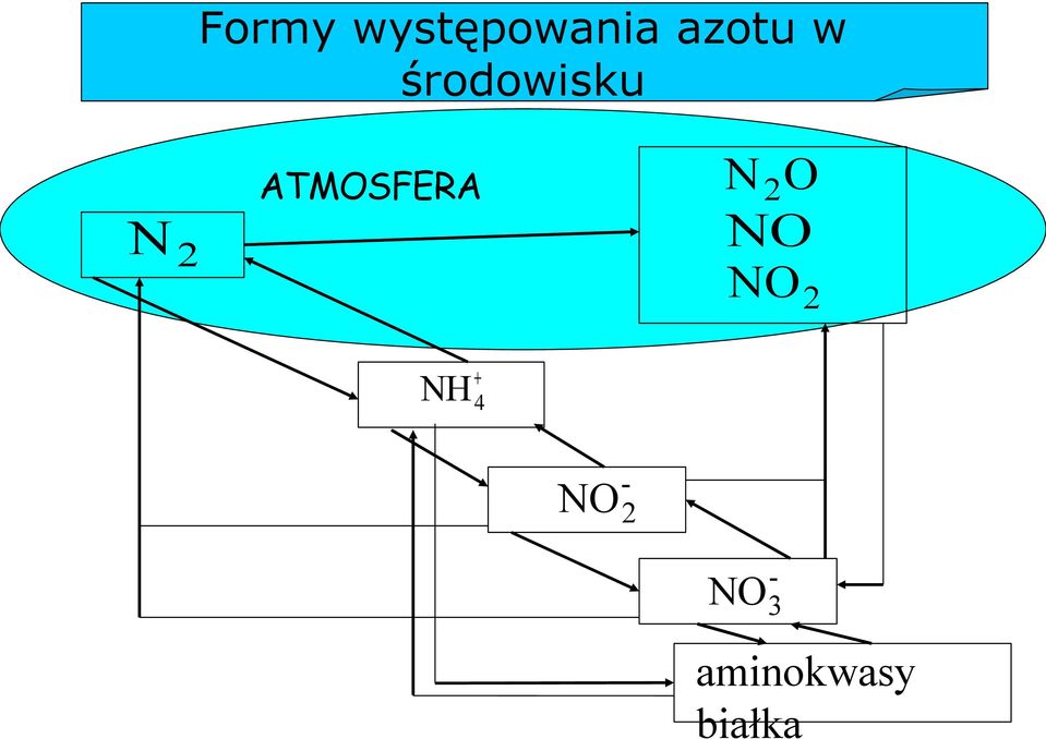 2 ATMOSFERA N2 NH +4 NO