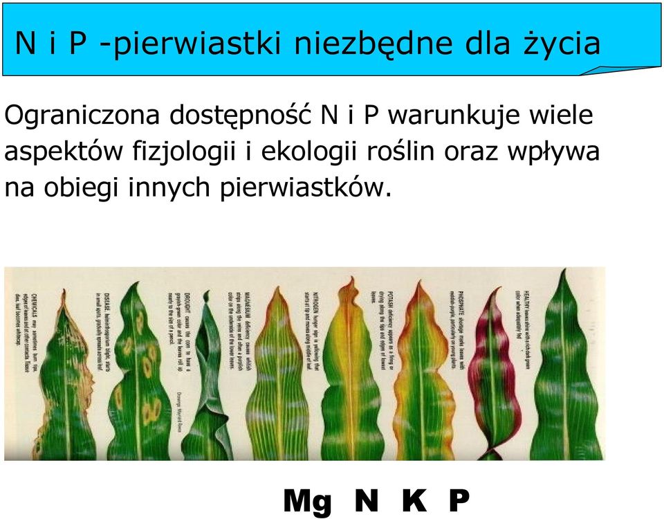 wiele aspektów fizjologii i ekologii roślin