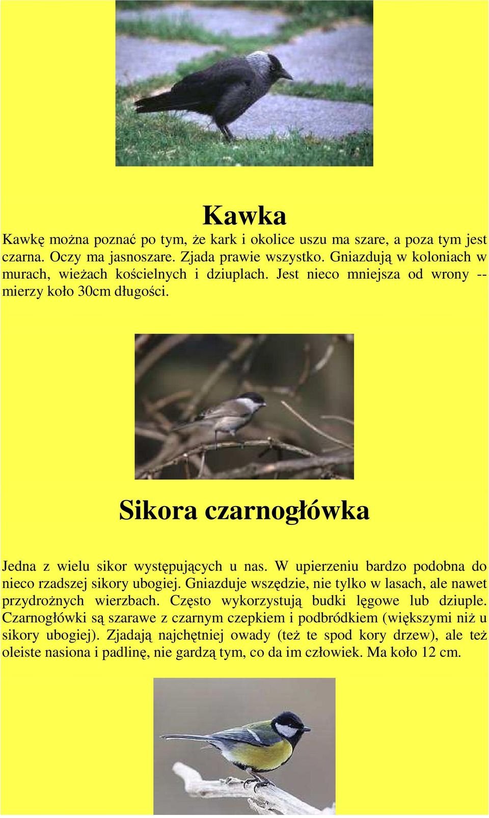 Sikora czarnogłówka Jedna z wielu sikor występujących u nas. W upierzeniu bardzo podobna do nieco rzadszej sikory ubogiej.