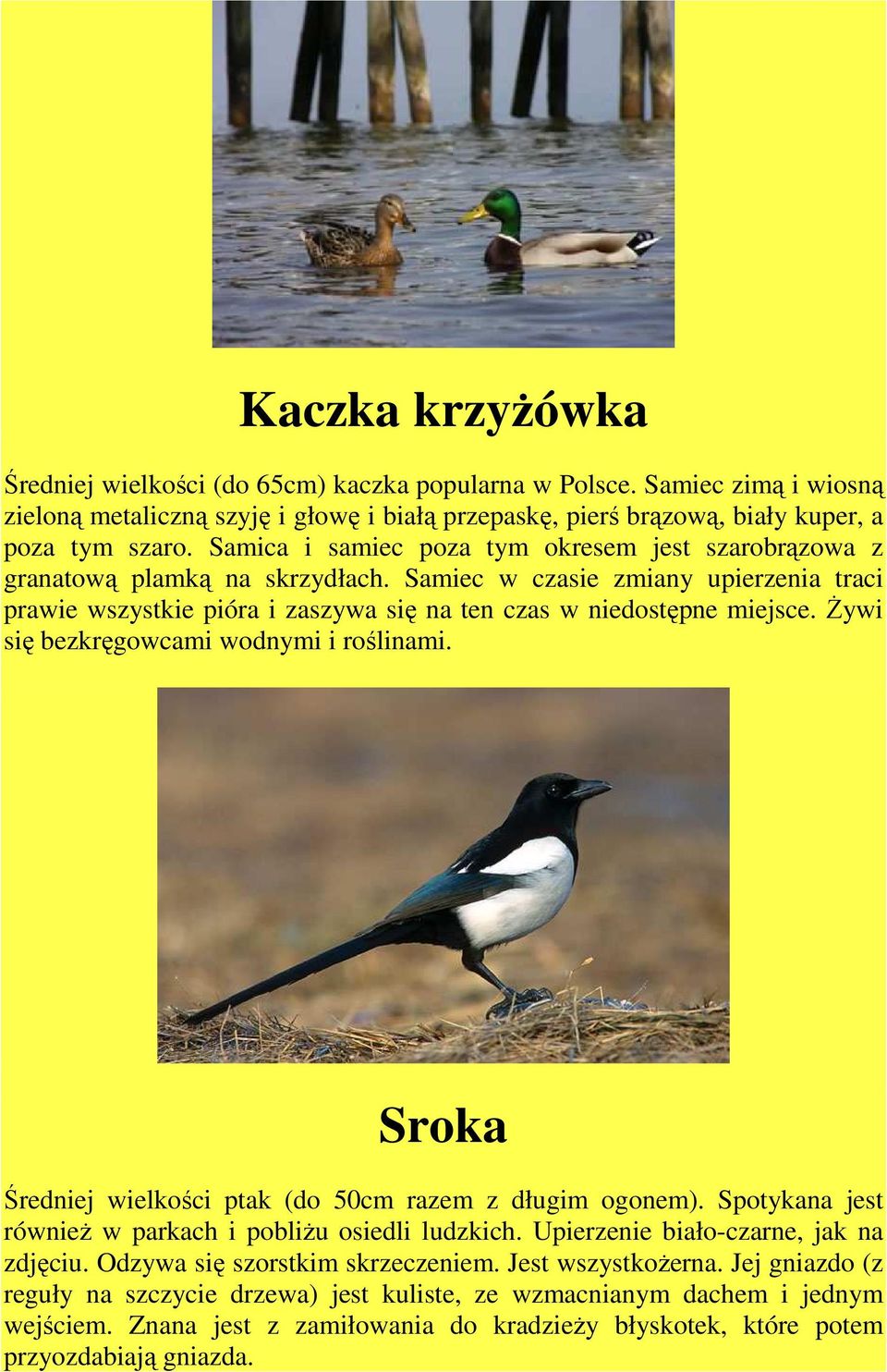 Żywi się bezkręgowcami wodnymi i roślinami. Sroka Średniej wielkości ptak (do 50cm razem z długim ogonem). Spotykana jest również w parkach i pobliżu osiedli ludzkich.