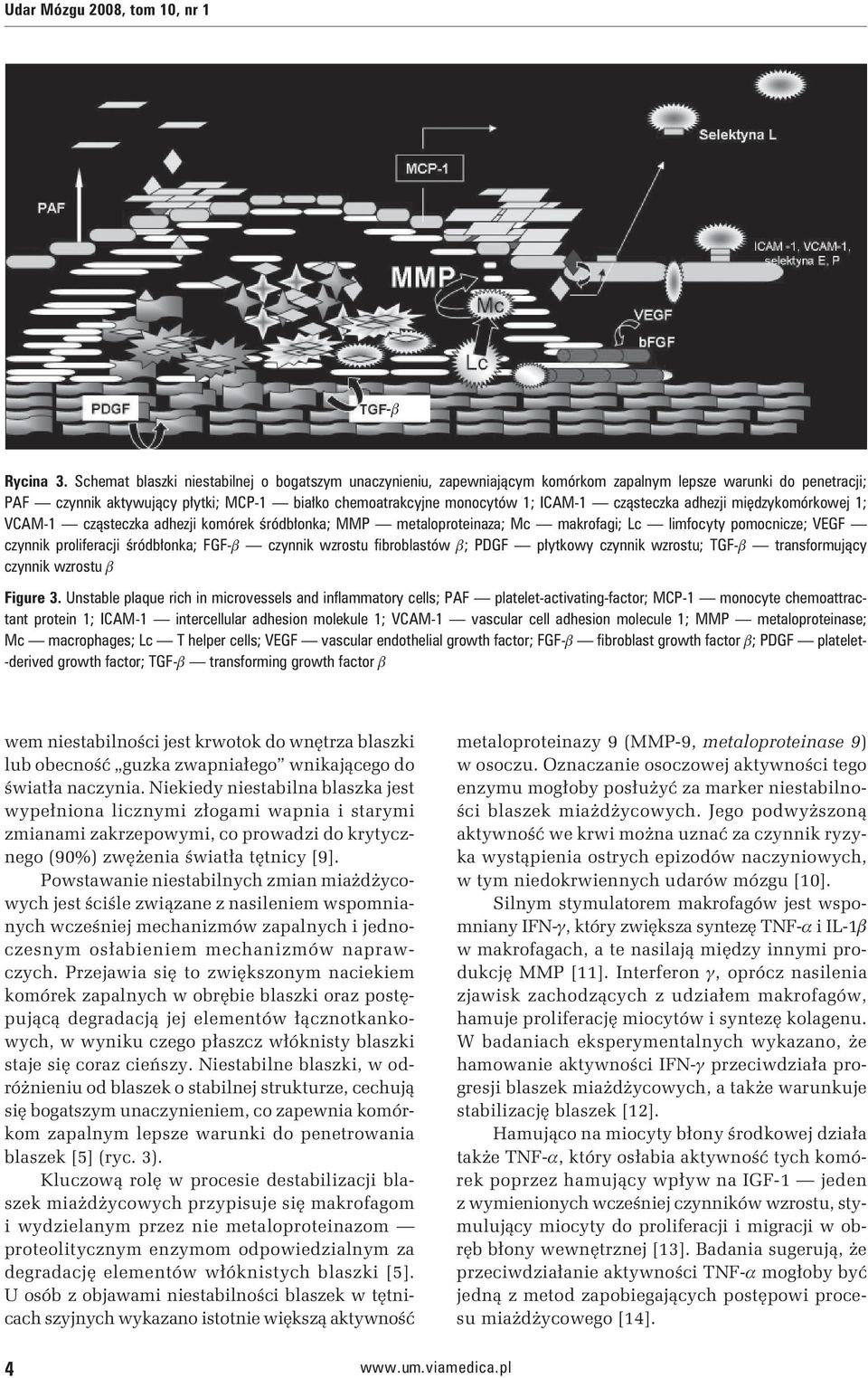 cząsteczka adhezji międzykomórkowej 1; VCAM-1 cząsteczka adhezji komórek śródbłonka; MMP metaloproteinaza; Mc makrofagi; Lc limfocyty pomocnicze; VEGF czynnik proliferacji śródbłonka; FGF-b czynnik