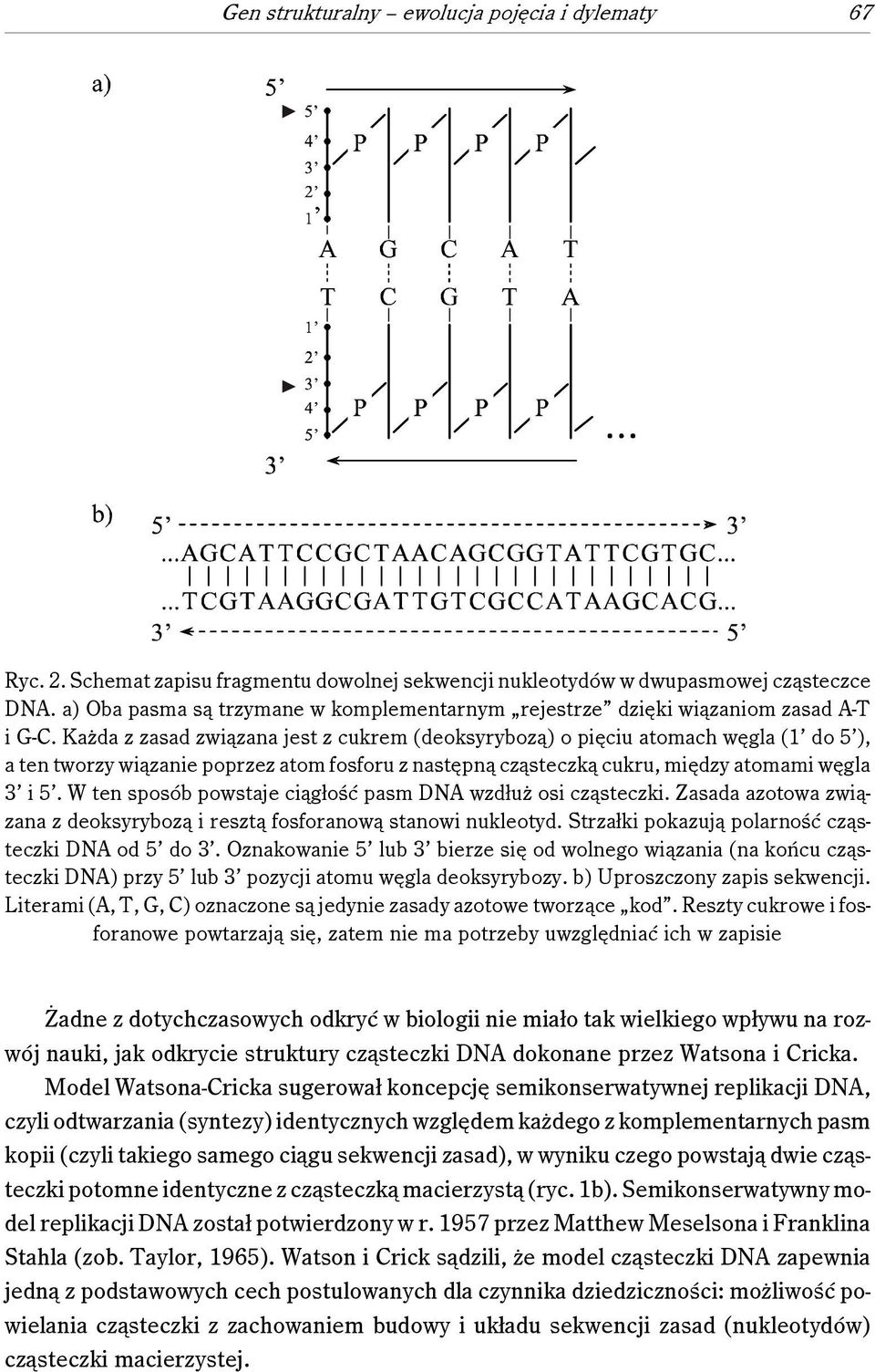 Każda z zasad związana jest z cukrem (deoksyrybozą) o pięciu atomach węgla (1 do 5 ), a ten tworzy wiązanie poprzez atom fosforu z następną cząsteczką cukru, między atomami węgla 3 i 5.