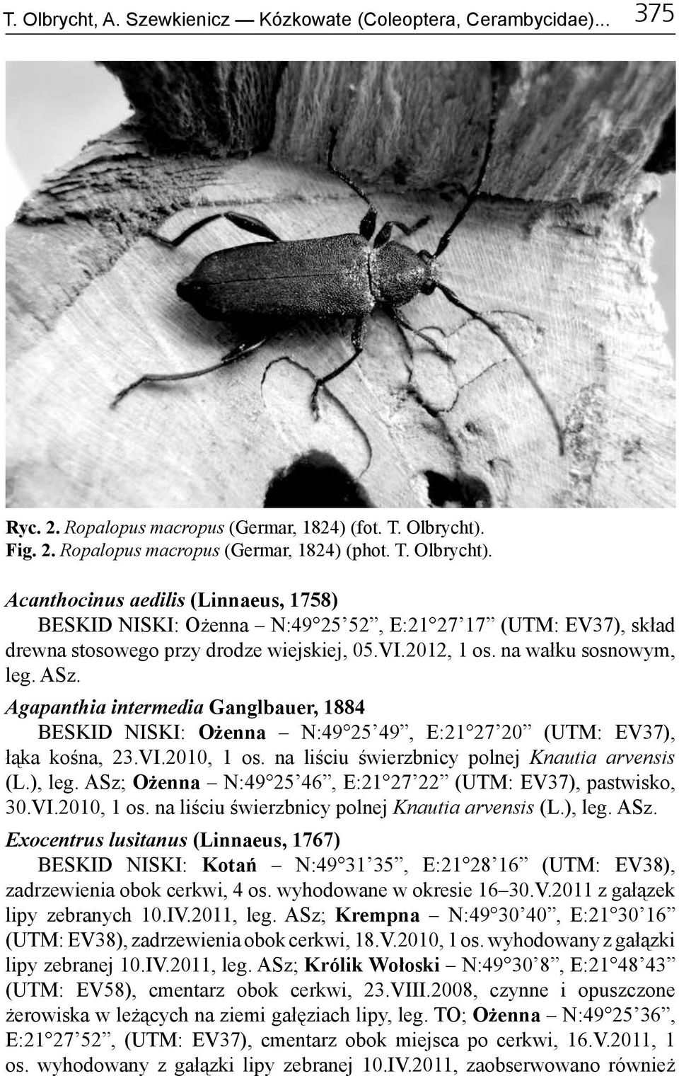 Acanthocinus aedilis (Linnaeus, 1758) BESKID NISKI: Ożenna N:49 25 52, E:21 27 17 (UTM: EV37), skład drewna stosowego przy drodze wiejskiej, 05.VI.2012, 1 os. na wałku sosnowym, leg. ASz.