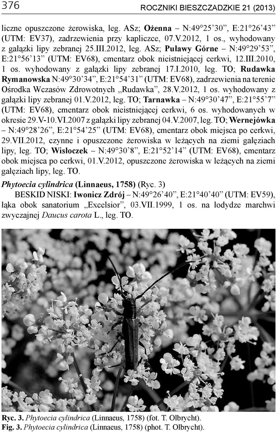 wyhodowany z gałązki lipy zebranej 17.I.2010, leg. TO; Rudawka Rymanowska N:49 30 34, E:21 54 31 (UTM: EV68), zadrzewienia na terenie Ośrodka Wczasów Zdrowotnych Rudawka, 28.V.2012, 1 os.