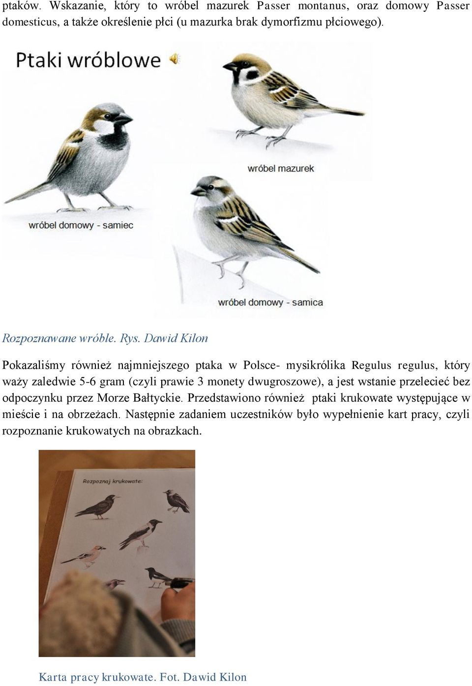 Dawid Kilon Pokazaliśmy również najmniejszego ptaka w Polsce- mysikrólika Regulus regulus, który waży zaledwie 5-6 gram (czyli prawie 3 monety