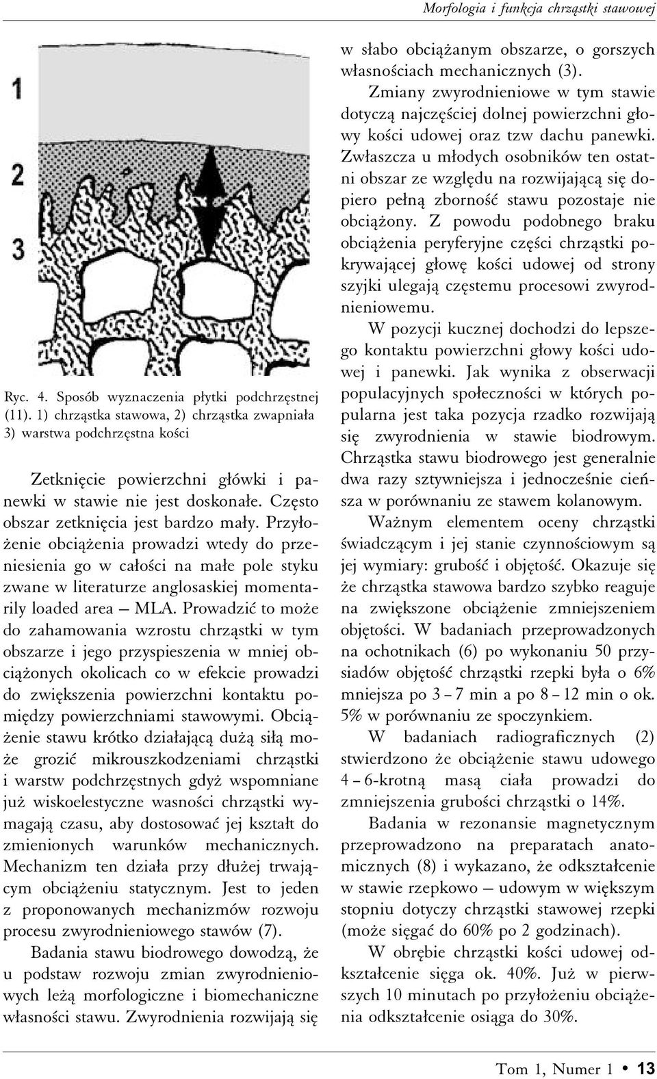 Prowadziì to moºe do zahamowania wzrostu chrzåstki w tym obszarze i jego przyspieszenia w mniej obciåºonych okolicach co w efekcie prowadzi do zwiækszenia powierzchni kontaktu pomiædzy powierzchniami