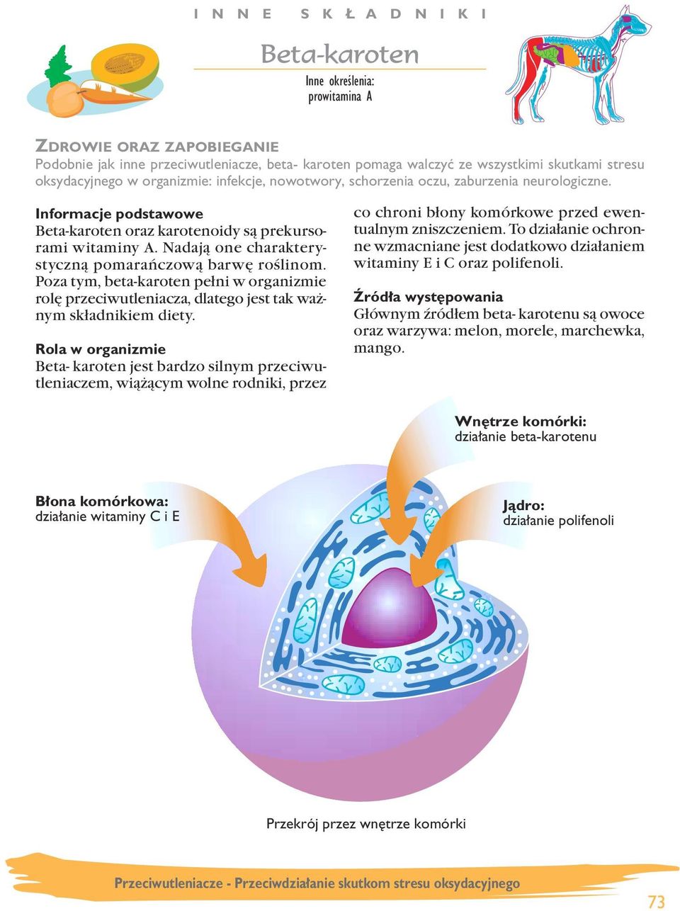 Poza tym, beta-karoten pełni w organizmie rolę przeciwutleniacza, dlatego jest tak ważnym składnikiem diety.