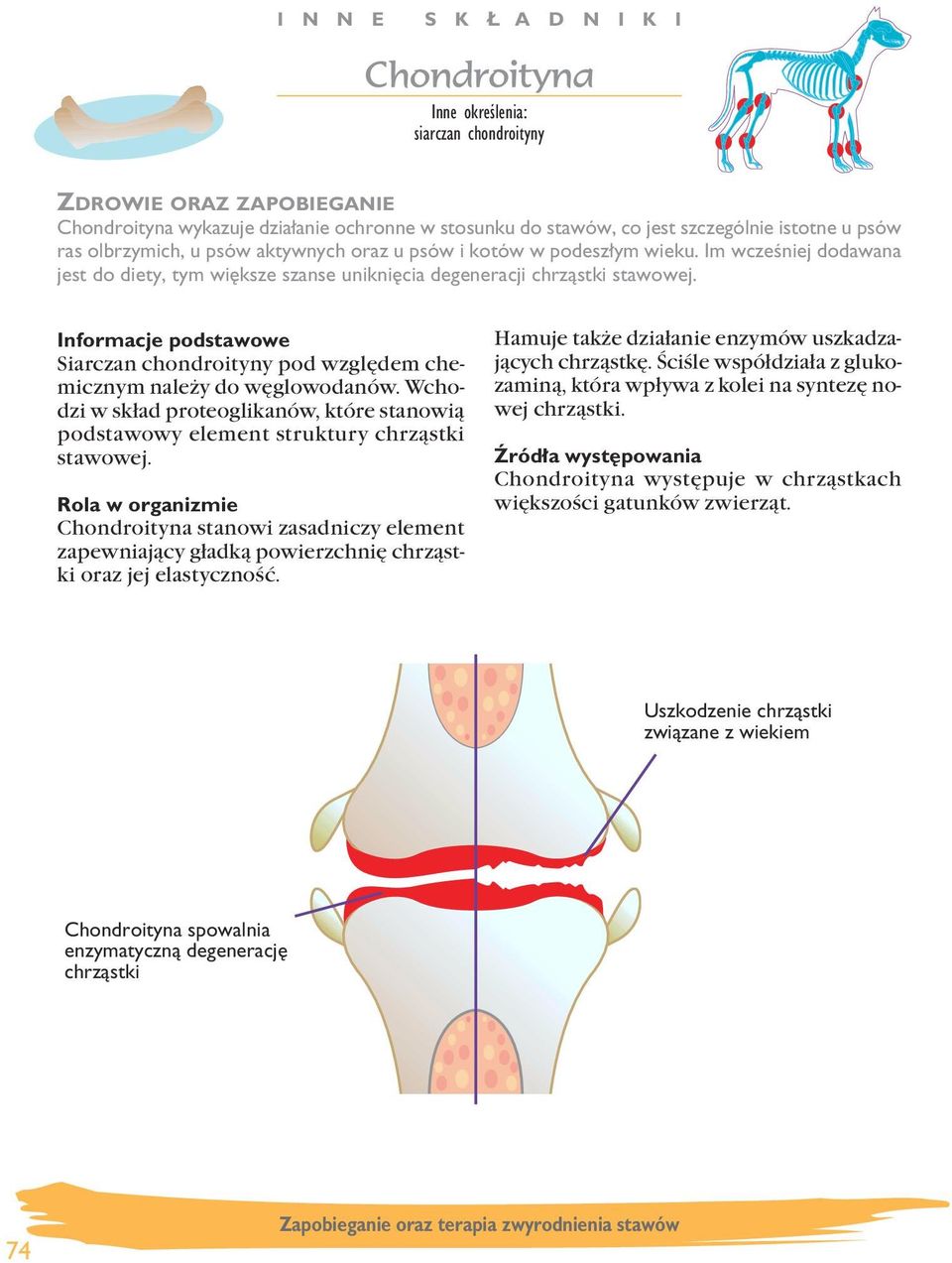 Siarczan chondroityny pod względem chemicznym należy do węglowodanów. Wchodzi w skład proteoglikanów, które stanowią podstawowy element struktury chrząstki stawowej.