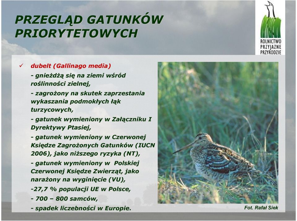 w Czerwonej Księdze ZagroŜonych onych Gatunków w (IUCN 2006), jako niŝszego ryzyka (NT), - gatunek wymieniony w Polskiej Czerwonej Księdze