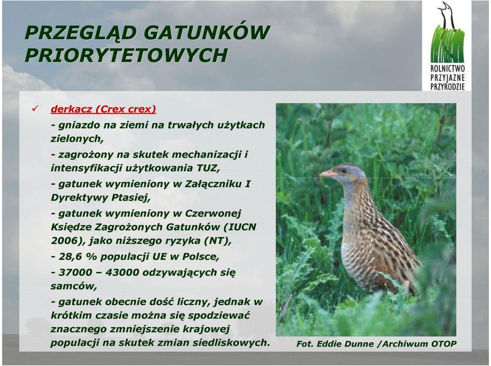 Gatunków w (IUCN 2006), jako niŝszego ryzyka (NT), - 28,6 % populacji UE w Polsce, - 37000 43000 odzywających się samców, - gatunek obecnie dość