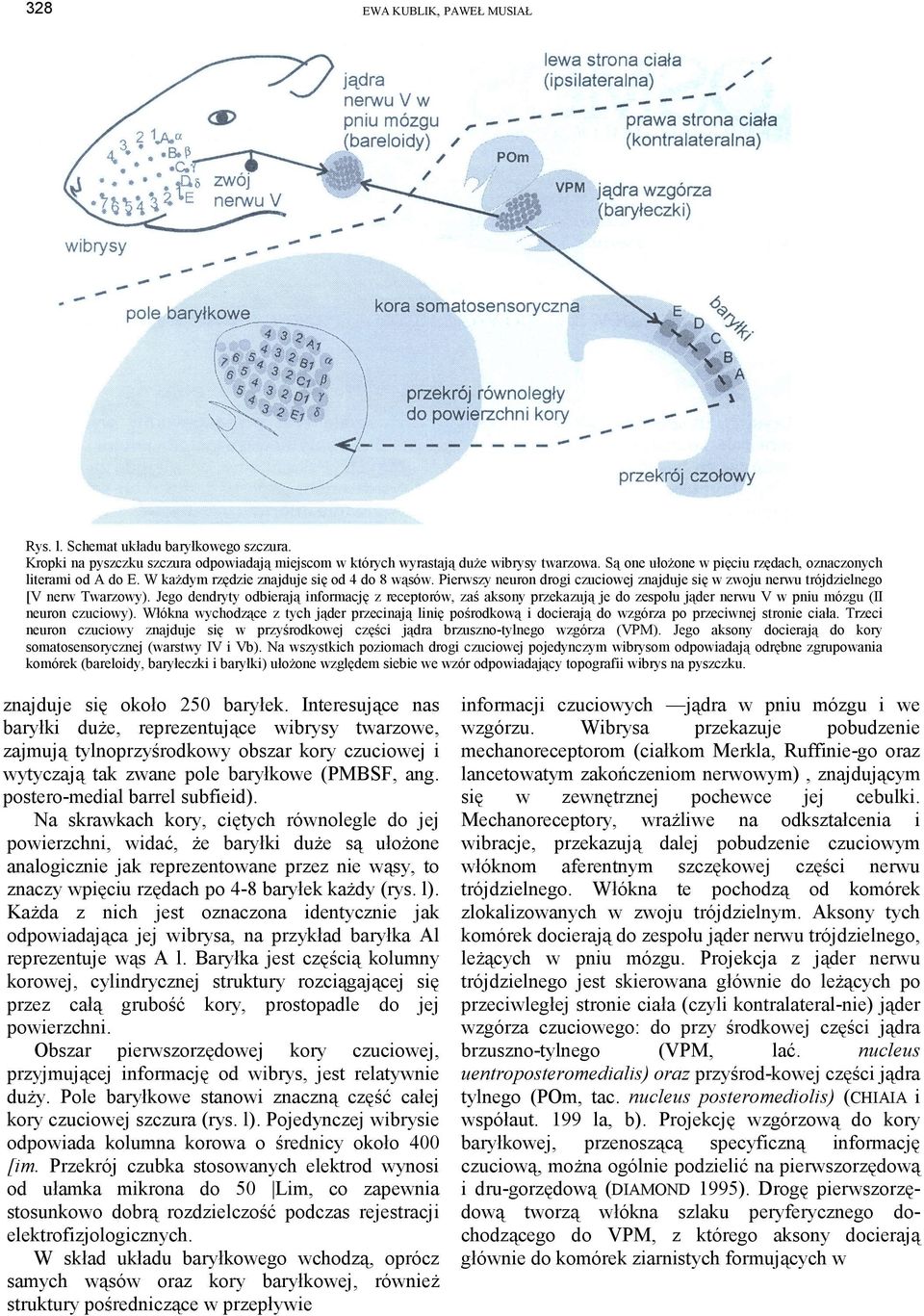 Pierwszy neuron drogi czuciowej znajduje się w zwoju nerwu trójdzielnego [V nerw Twarzowy).