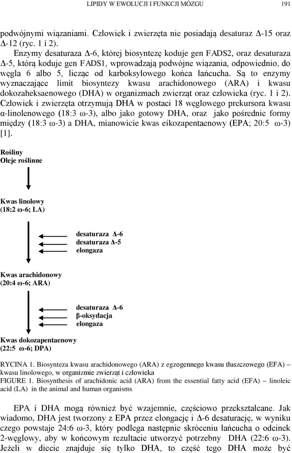 łańcucha. Są to enzymy wyznaczające limit biosyntezy kwasu arachidonowego (ARA) i kwasu dokozaheksaenowego (DHA) w organizmach zwierząt oraz człowieka (ryc. 1 i 2).