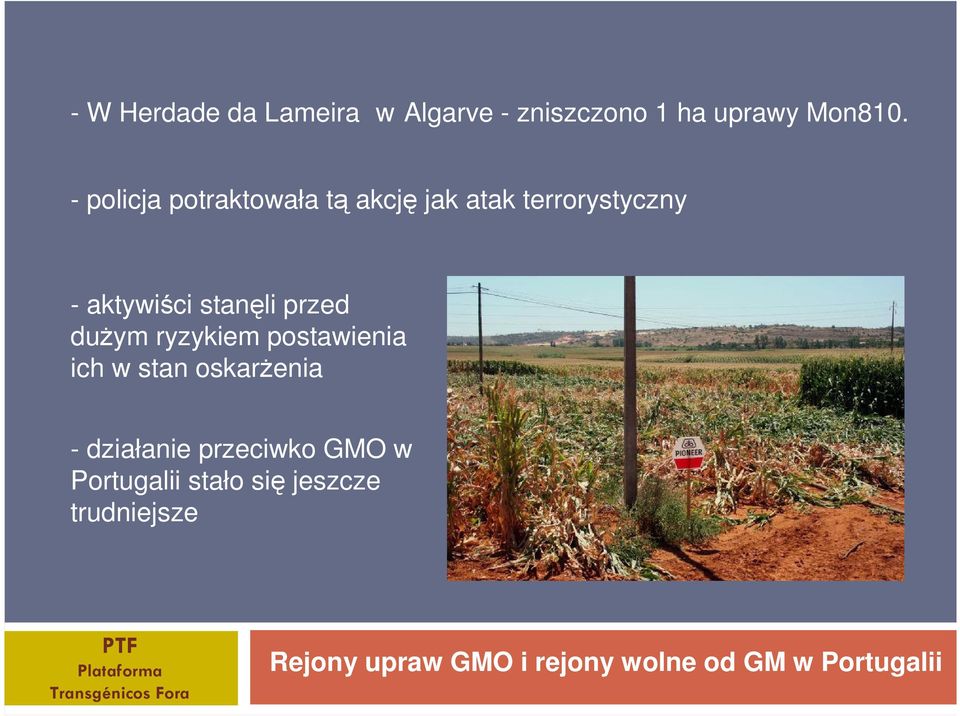 ryzykiem postawienia ich w stan oskarŝenia - działanie przeciwko GMO w Portugalii stało