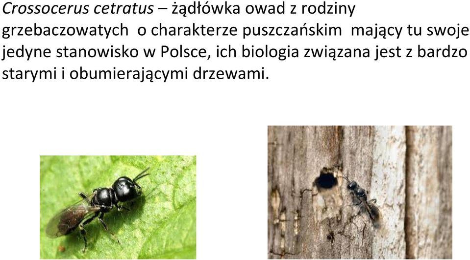 tu swoje jedyne stanowisko w Polsce, ich biologia