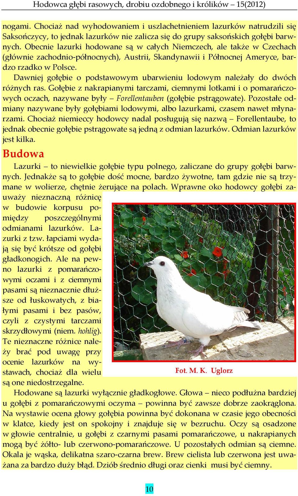 Dawniej gołębie o podstawowym ubarwieniu lodowym należały do dwóch różnych ras.